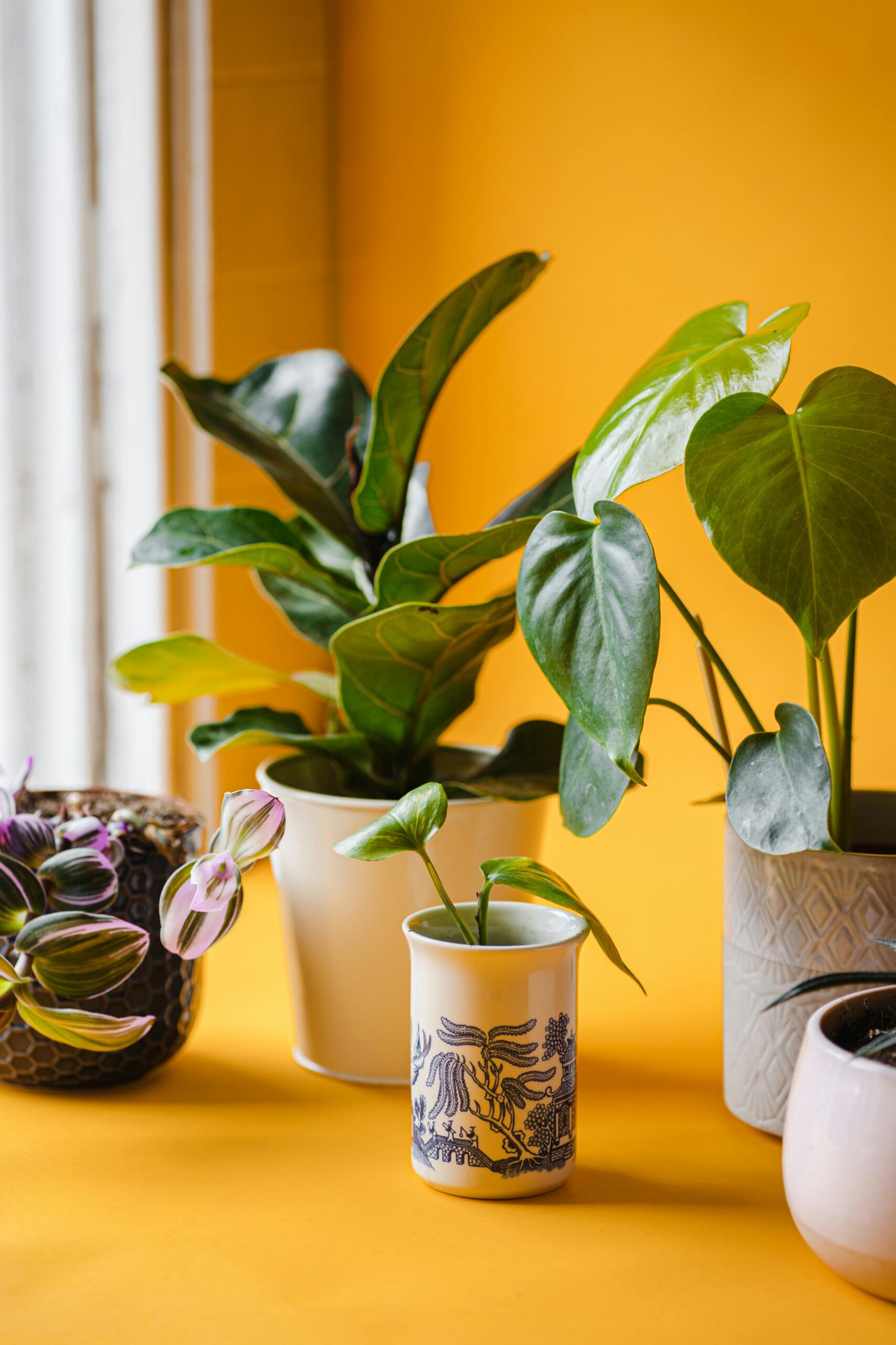 plants in a condo living room